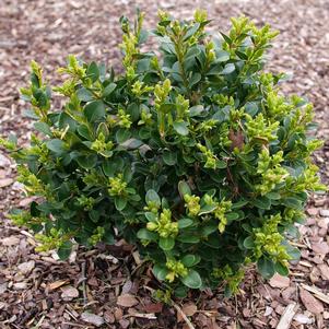 NEATBALL™ BOXWOOD